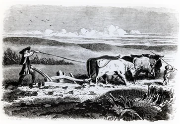 Illustrazione da 